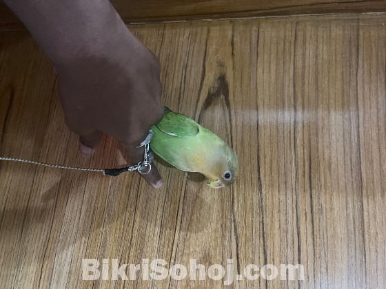 Green Fisher Love Bird Female